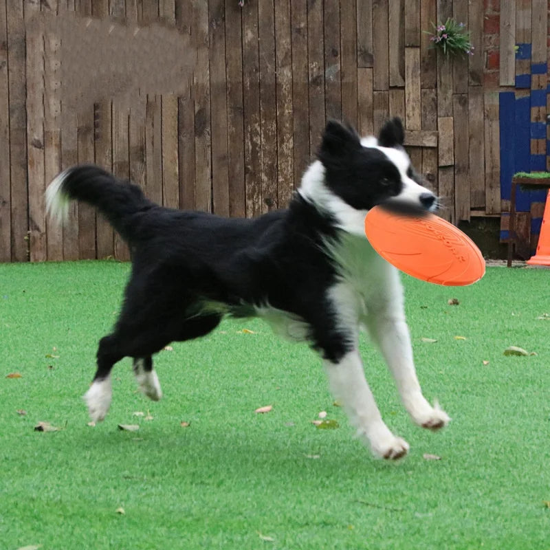 Relaxmydog  Disc – Endless Outdoor Fun 🐕💨